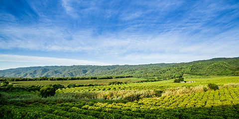 campos